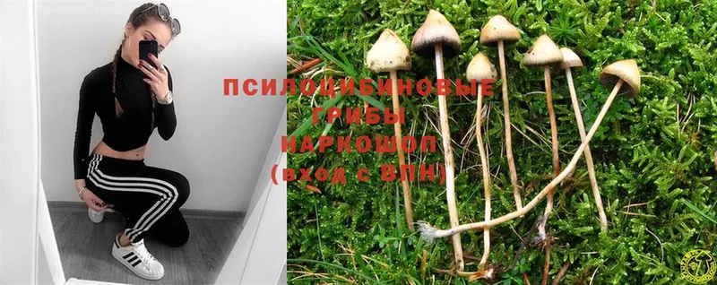 сколько стоит  Володарск  Галлюциногенные грибы Cubensis 